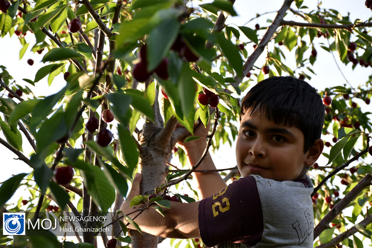 برداشت گیلاس در شهر هیر اردبیل