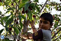 برداشت گیلاس در بیش از 800 هکتار از باغات استان همدان