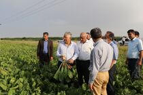 کشت و صنعت مغان به بیت المال بازگشت