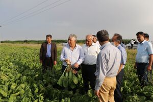 کشت و صنعت مغان به بیت المال بازگشت