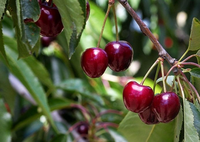 آغاز برداشت محصول گیلاس و آلبالو در بیش از 100 روستای خلخال