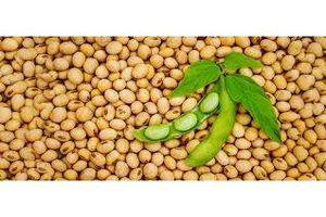 900 هکتار سویا در میاندورود کشت شد