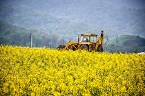 افزایش قیمت خرید تضمینی کلزا