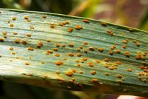 طغیان بیماری زنگ زرد گندم به ۶۰ هزار هکتار تقلیل پیدا کرد