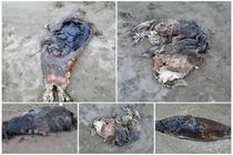 کشف پنج لاشه فوک خزری در سواحل مازندران