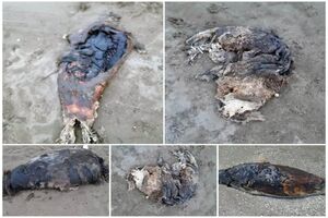 کشف پنج لاشه فوک خزری در سواحل مازندران