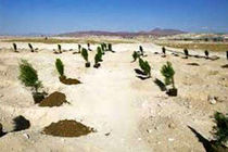  4136هکتار نهال‌کاری در استان اصفهان انجام می‌شود
