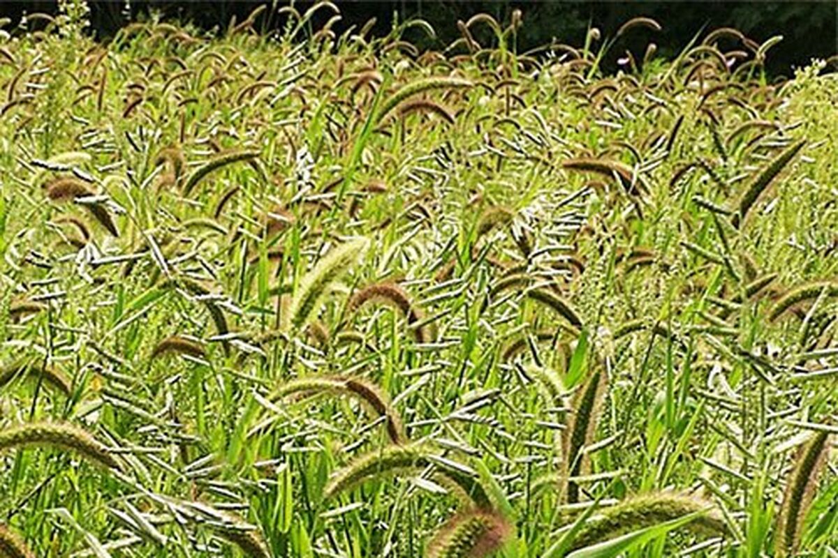 علف های هرز