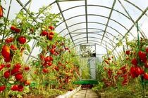 افزایش عملکرد 10 برابری در گلخانه ها
