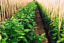 تولید ۳ میلیون اصله نهال مثمر اصلاح شده در اصفهان