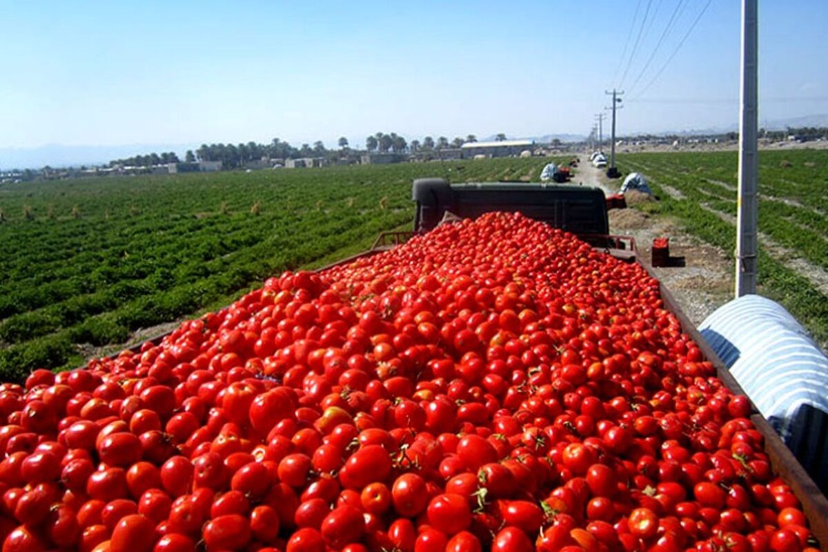 مزارع گوجه فرنگی فریمان 