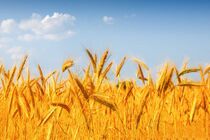 خودکفایی در تولید گندم دنبال می شود