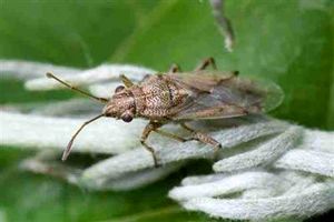 آفت سنک کلزا در مناطق معتدل و سردسیر کرمانشاه در راه است