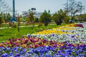 ۹ میلیون بوته گل در شهر تبریز کاشته شد