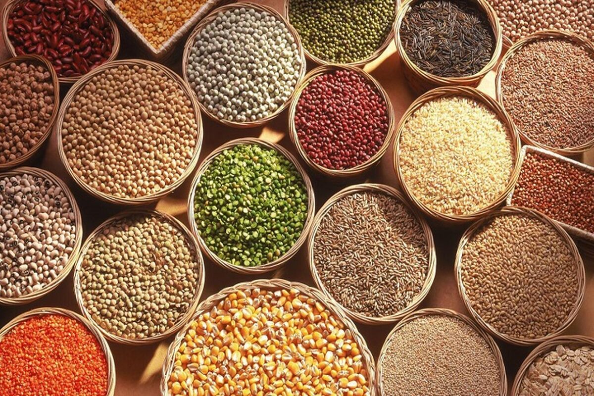 بذر محصولات زراعی