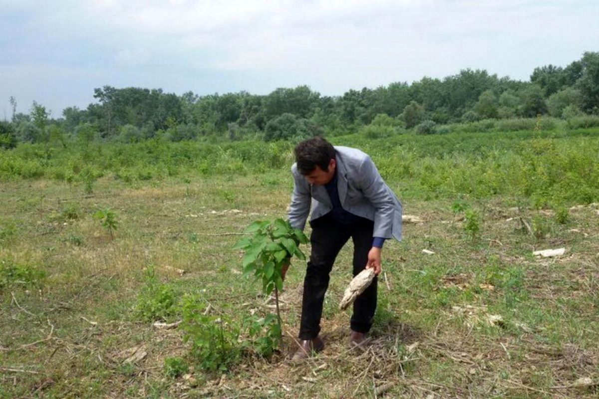 طرح جنگل‌کاری برکتِ