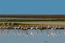 ورود بیش از 4 میلیون متر مکعب آب به تالاب  بین المللی گاوخونی