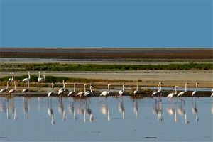 ورود بیش از 4 میلیون متر مکعب آب به تالاب  بین المللی گاوخونی