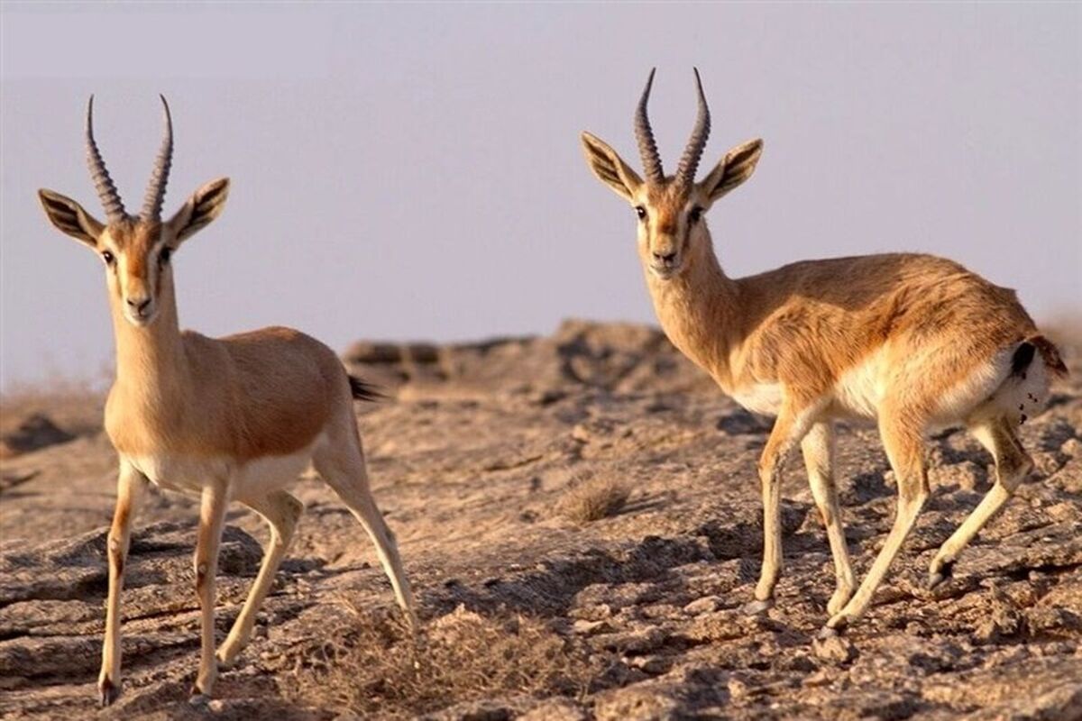 آهوی جبیر