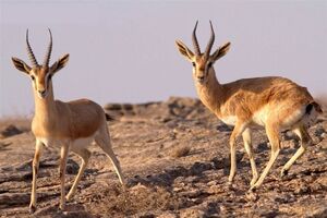انتقال 3 راس آهو به سایت تکثیر و احیاء آهوی مغان