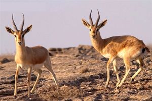 جمعیت آهوی جبیر در جزیره هنگام افزایش یافت