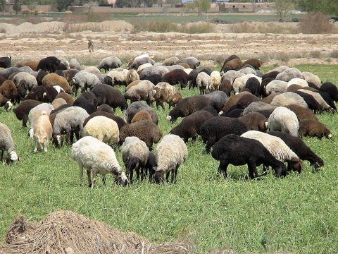 رویکرد جهاد کشاورزی اقتصادی کردن دامپروری روستا است