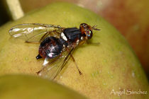 باغداران هزینه‌ای بابت مبارزه با آفت مگس زیتون پرداخت نکنند