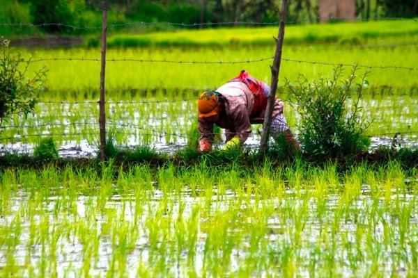 امسال بین ۱.۶ تا ۱.۸ میلیون تن برنج در کشور تولید می شود