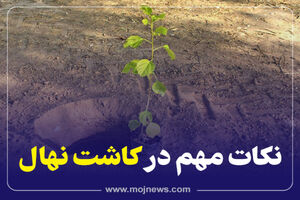 اینفوگرافیک/نکات مهم در کاشت نهال 