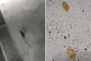 فرار گربه شیمیایی ژاپن را به حالت آماده باش در آورد