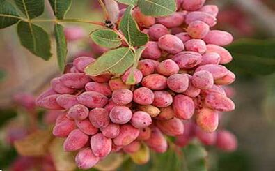 Rise in predictions of Iran's annual pistachio production
