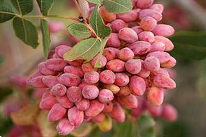 Rise in Iran's pistachio export