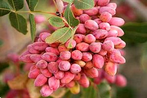 امسال ۲۰ هزار تن پسته در ابرکوه برداشت می شود