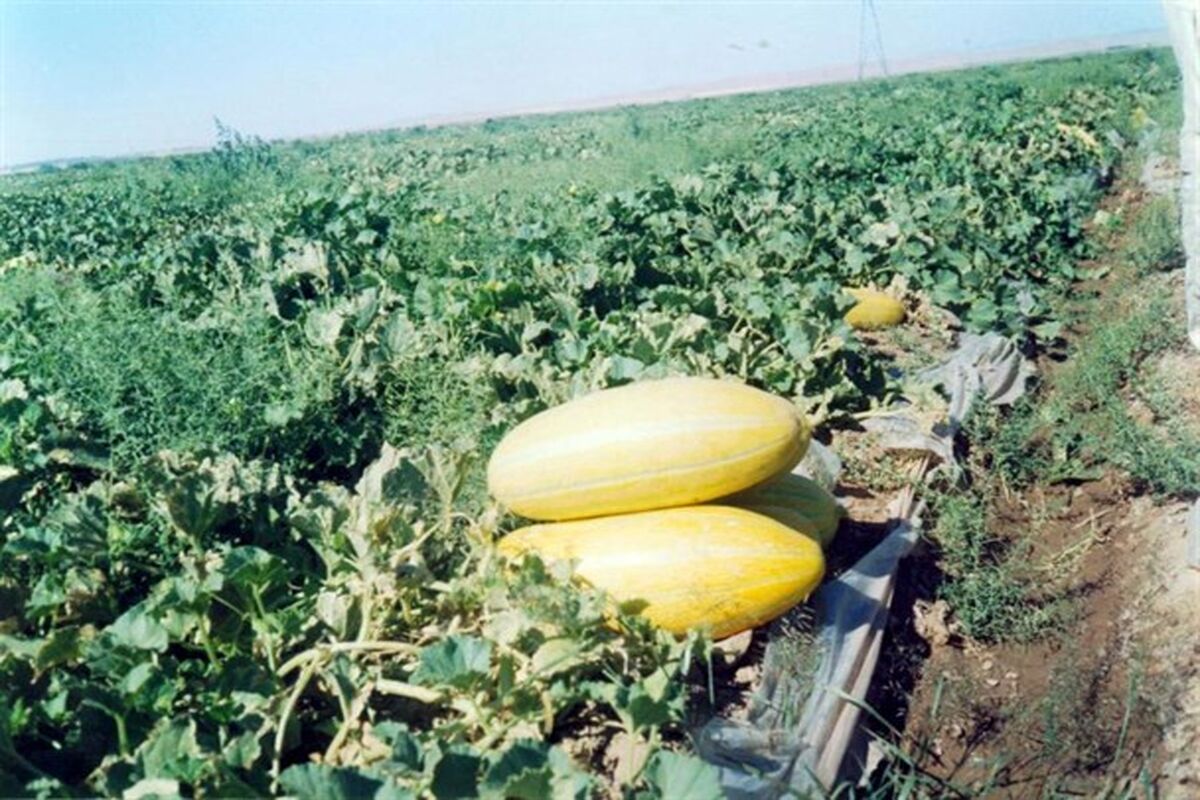 کشت خربزه