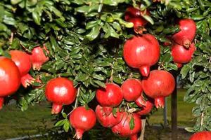 پیش بینی تولید 500 تنی انار در میاندورود