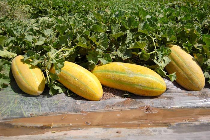 ثبت ملی مهارت کشت خربزه در مرکز استان اصفهان