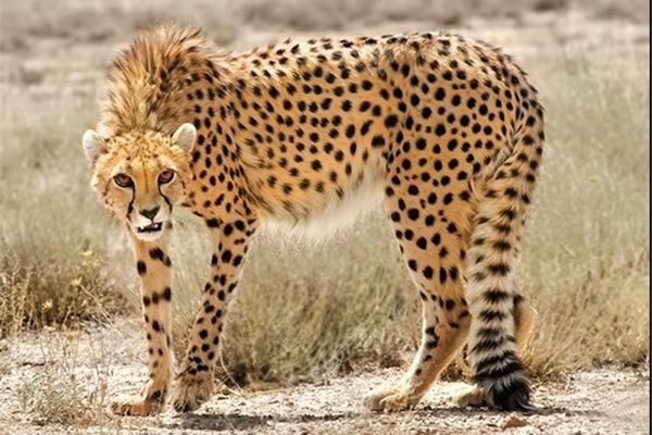 ۶۸ قلاده یوز از سال ۸۰ تاکنون مرده‌اند