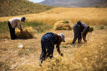 پرداخت 83 درصد مطالبات گندم کاران استان اصفهان