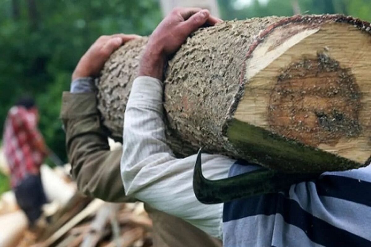 قاچاق چوب