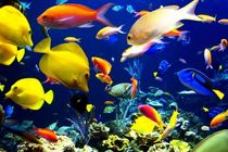 افزایش 20 درصدی تولید ماهیان زینتی در کاشان در مقایسه با سال گذشته