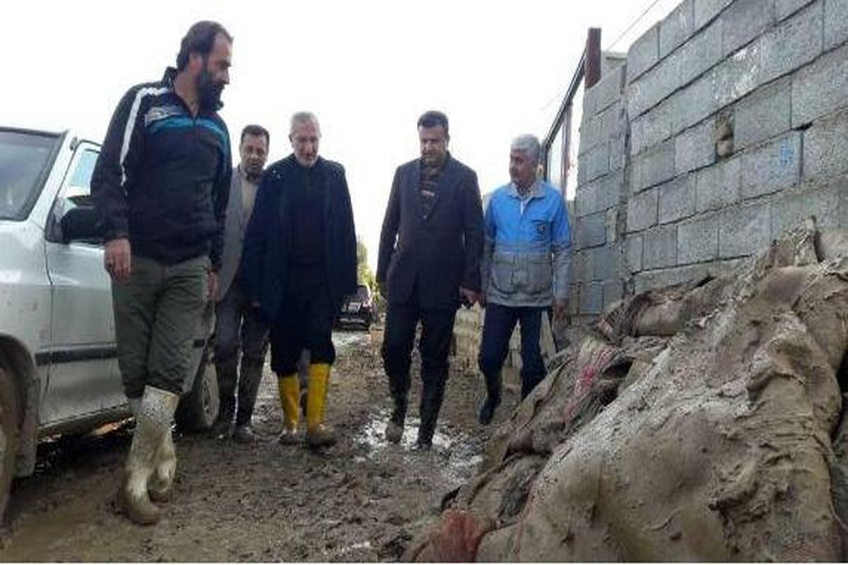 سعیدی کیا سیل