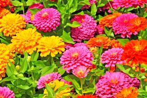 اقدامات موثر شهرداری اصفهان در تولید گل‌های فصلی