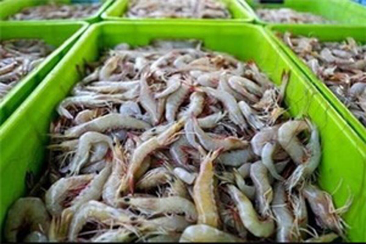 آغاز برداشت دوره دوم میگوی پرورشی