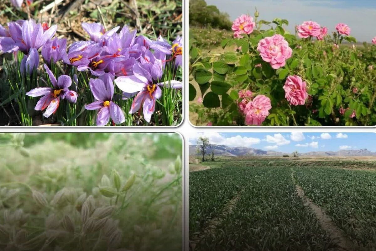مدیر باغبانی سازمان جهاد کشاورزی استان قزوین (2)