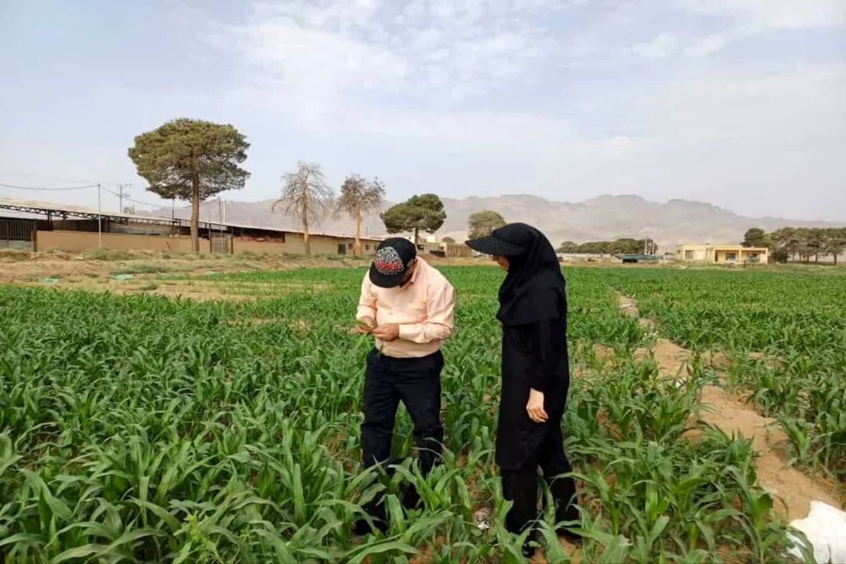 محصولات کشاورزی