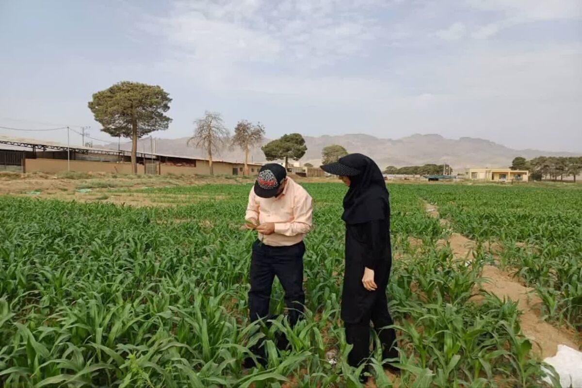 محصولات کشاورزی