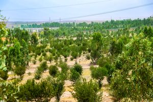 ملیات اجرایی بوستان جنگلی رﺿﻮان به مساحت ۴۰۰ هزار مترمربع آغاز می‌شود