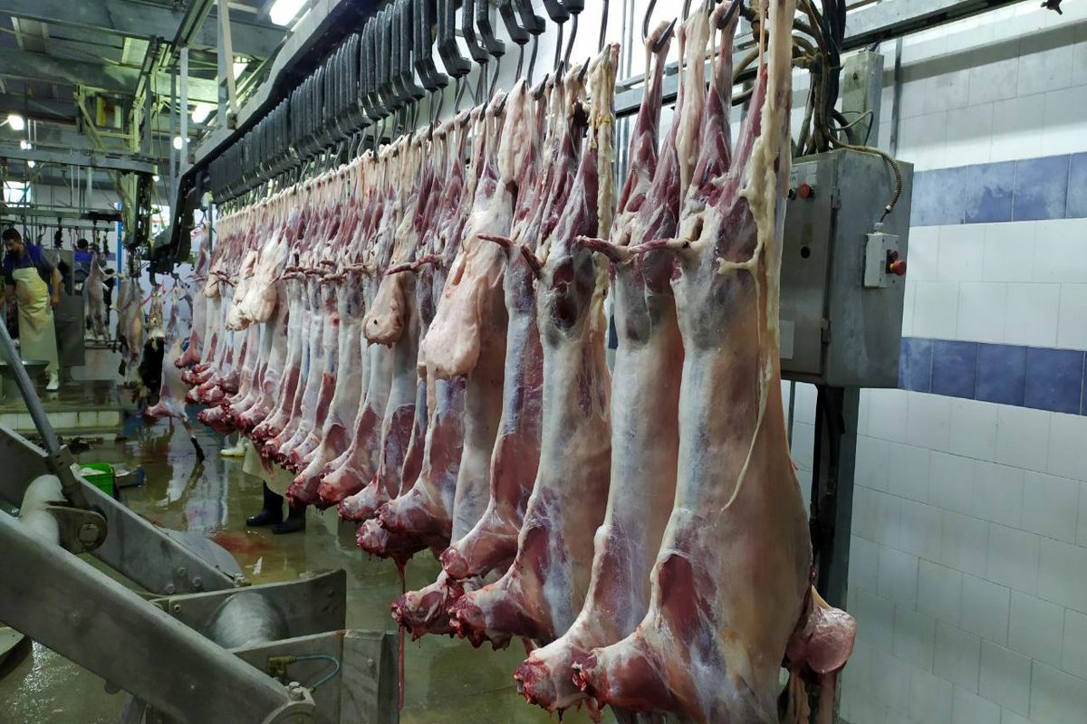 ذبح دام در ایلام