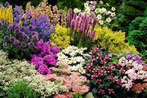 15 هزار گلدان گل از نوشهر به خارج کشور صادر شد