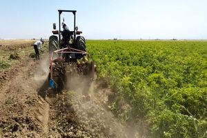 پایان برداشت شش هزار تنی سیب زمینی بهاره در بیضا